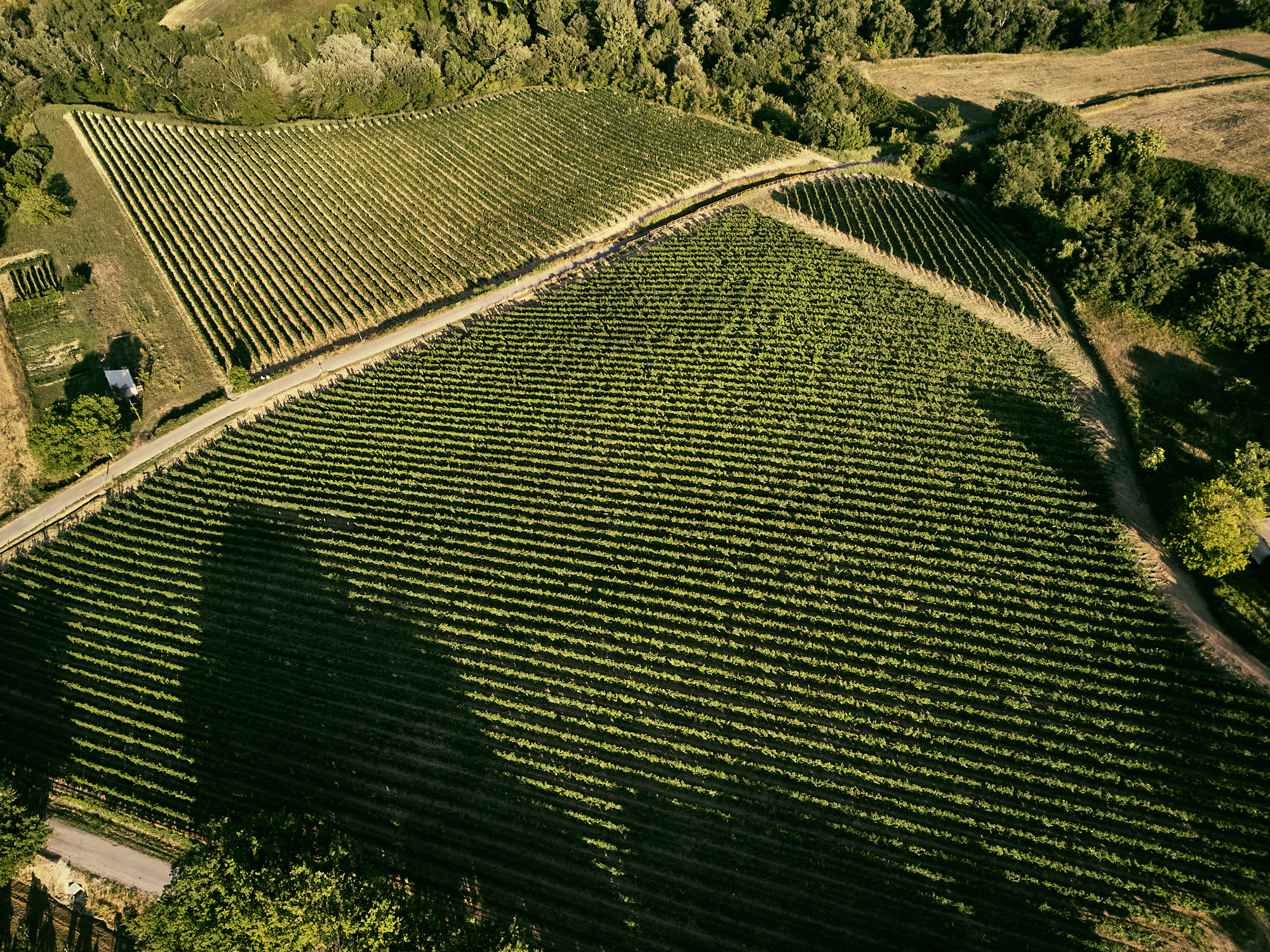 Terreno e dintorni Montali vini abruzzo biologico puro