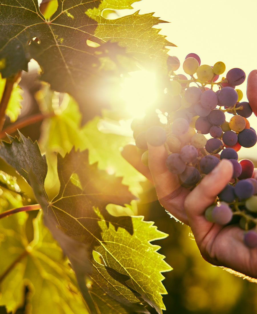 montali vini uva