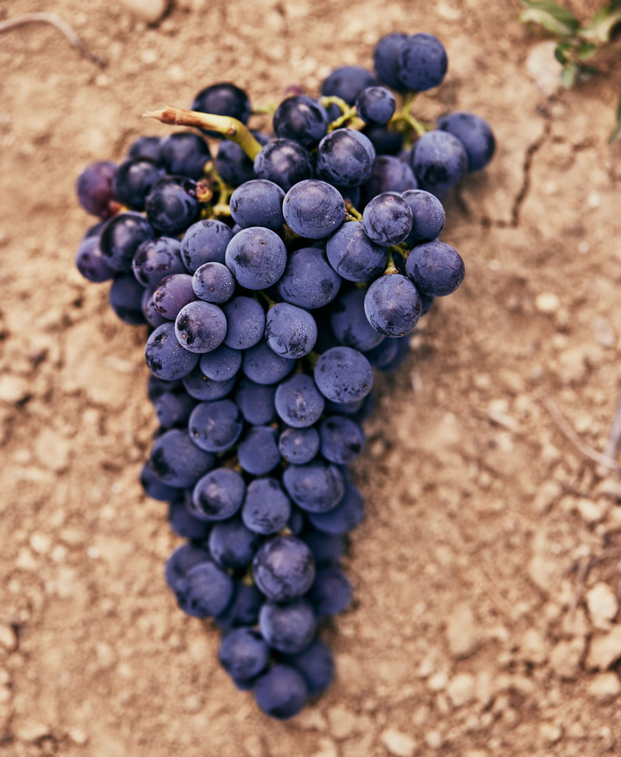 montali vini grappolo uva biologico puro